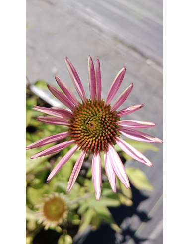 Jeżówka purpurowa 'Bright Rose' - Echinacea purpurea P9