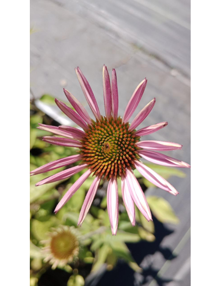 Jeżówka purpurowa 'Bright Rose' - Echinacea purpurea P9