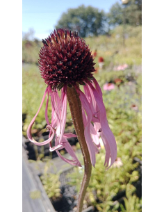 Jeżówka blada - Echinacea pallida 1L