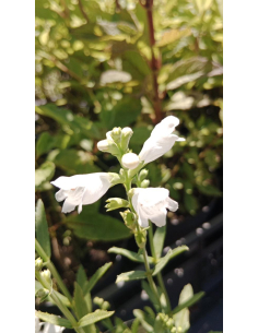 Odętka wirginijska 'Alba' - Physostegia virginiana
