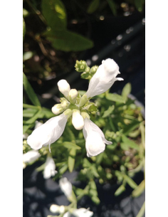 Odętka wirginijska 'Alba' - Physostegia virginiana 2