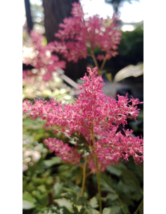Tawułka japońska 'Koblenz' - Astilbe japonica  2L