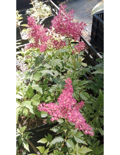 Tawułka japońska 'Koblenz' - Astilbe japonica  2L 2
