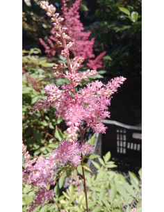 Tawułka Ardensa' Gloria Purpurea ' -2L- Astilbe x are
