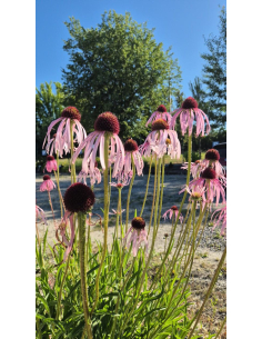 Jeżówka blada - Echinacea pallida 1L 2