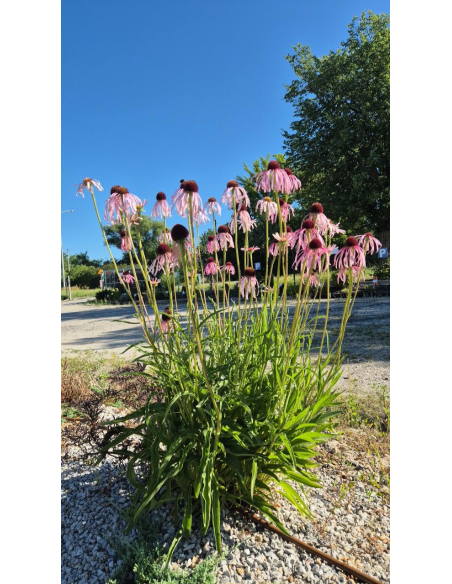 Jeżówka blada - Echinacea pallida 1L