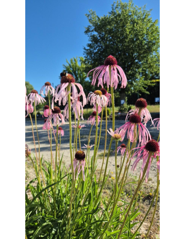 Jeżówka blada - Echinacea pallida 1L