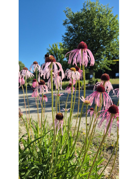 Jeżówka blada - Echinacea pallida 1L
