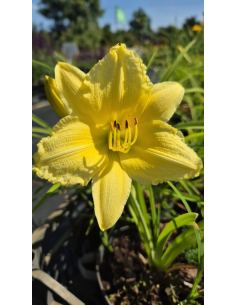 Liliowiec 'Big Time Happy' - Hemerocallis 2L