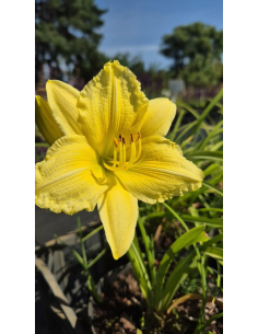 Liliowiec 'Big Time Happy' - Hemerocallis 2L 2