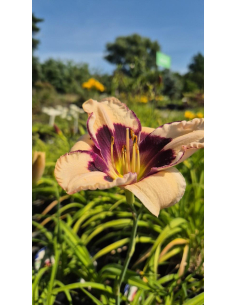 Liliowiec 'Calebration of Angels' - Hemerocallis 2