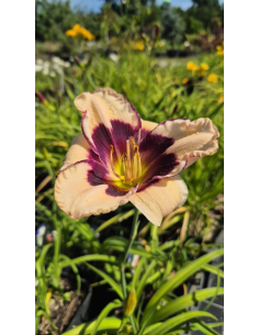 Liliowiec 'Calebration of Angels' - Hemerocallis 2 2