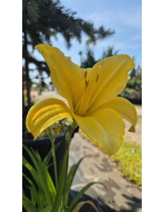 Liliowiec 'Mary Todd'  -  Hemerocallis 2L
