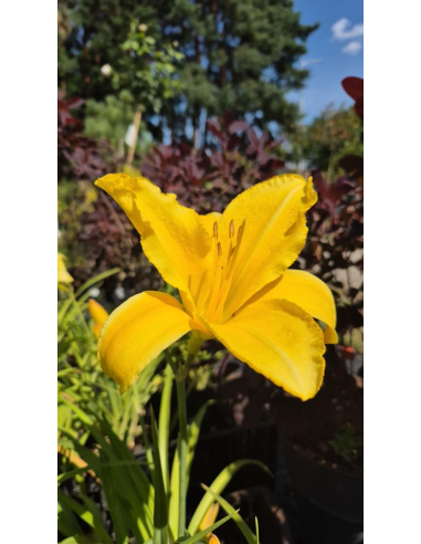 Liliowiec 'Mary Todd'  -  Hemerocallis 2L