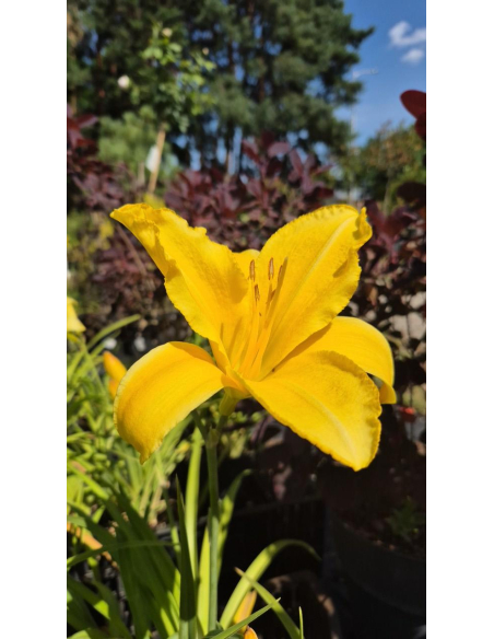 Liliowiec 'Mary Todd'  -  Hemerocallis 2L