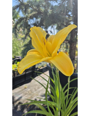 Liliowiec 'Mary Todd'  -  Hemerocallis 2L