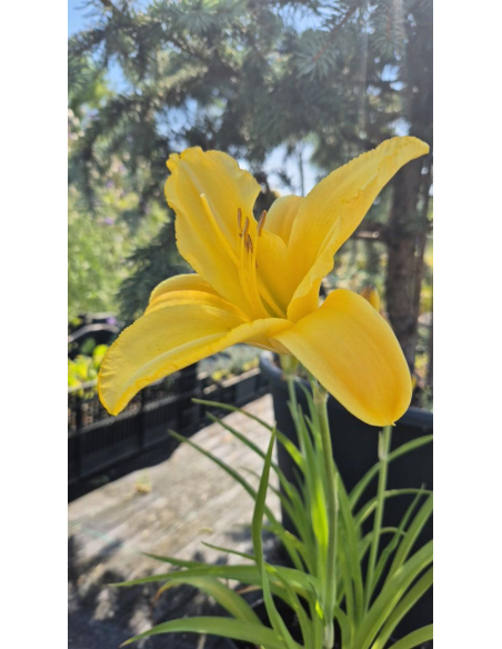 Liliowiec 'Mary Todd'  -  Hemerocallis 2L