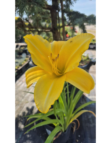 Liliowiec 'Mary Todd'  -  Hemerocallis 2L