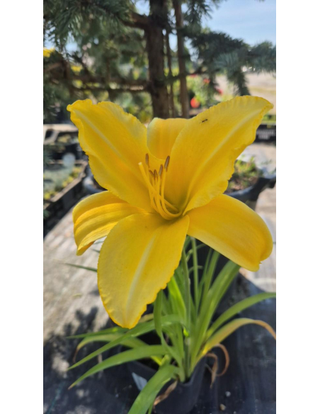 Liliowiec 'Mary Todd'  -  Hemerocallis 2L