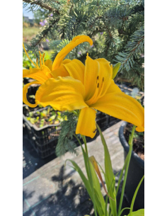 Liliowiec 'Chicago Sunrise' - Hemerocallis 2L