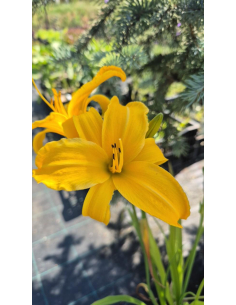 Liliowiec 'Chicago Sunrise' - Hemerocallis 2L 2