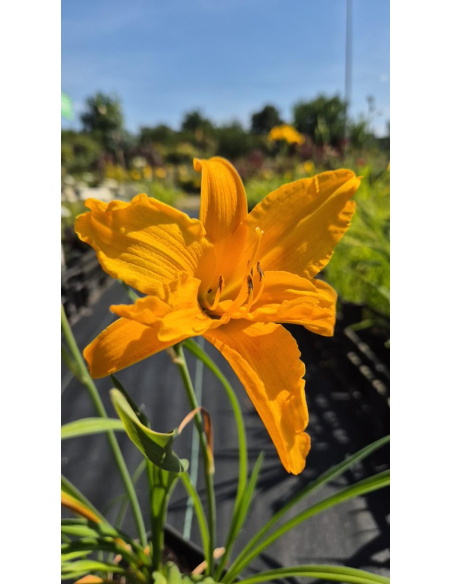 Liliowiec 'Three Tears' - Hemerocallis 2L