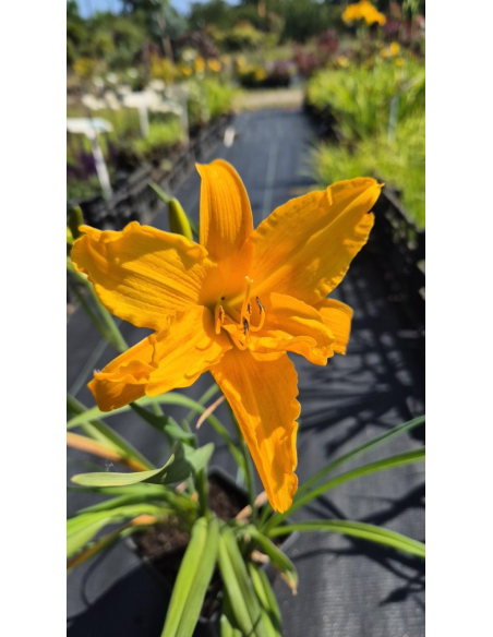 Liliowiec 'Three Tears' - Hemerocallis 2L