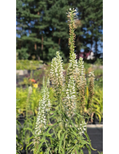 Przetacznik długolistny 'Alba' -2L - Veronica longifolia