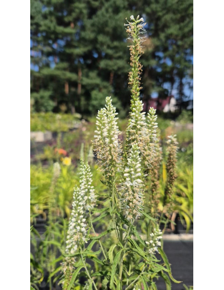 Przetacznik długolistny 'Alba' -2L - Veronica longifolia
