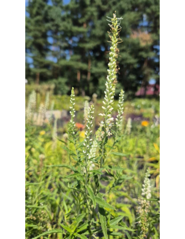 Przetacznik długolistny 'Alba' -2L - Veronica longifolia