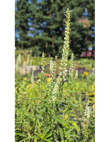 Przetacznik długolistny 'Alba' -2L - Veronica longifolia