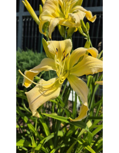 Liliowiec 'Heavenly Curls' - Hemerocallis P13