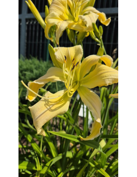 Liliowiec 'Heavenly Curls' - Hemerocallis P13
