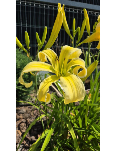 Liliowiec 'Heavenly Curls' - Hemerocallis P13 2