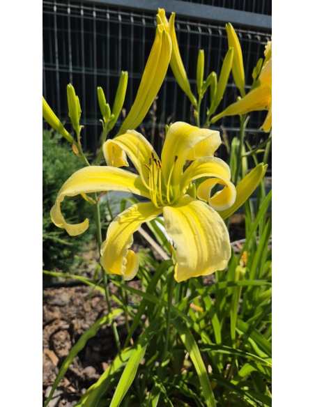 Liliowiec 'Heavenly Curls' - Hemerocallis P13