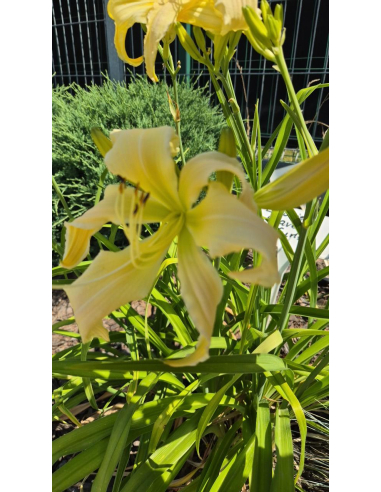 Liliowiec 'Heavenly Curls' - Hemerocallis P13