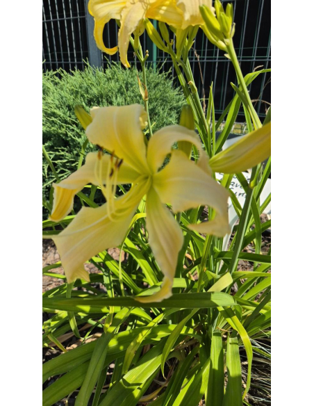 Liliowiec 'Heavenly Curls' - Hemerocallis P13