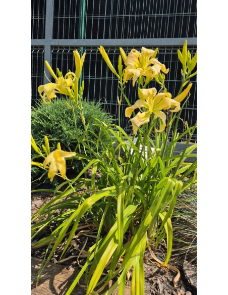 Liliowiec 'Heavenly Curls' - Hemerocallis P13