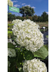 Hortensja drzewiasta 'Strong Annabelle' - Hydrange