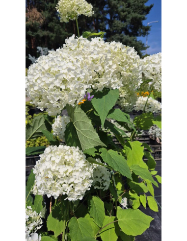 Hortensja drzewiasta 'Strong Annabelle' - Hydrange