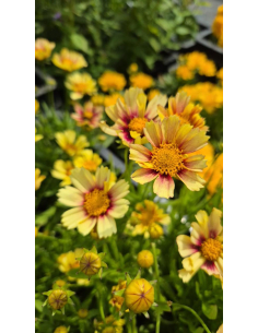 Nachyłek wielkokwiatowy 'Solanna Sunset Burst' -1L