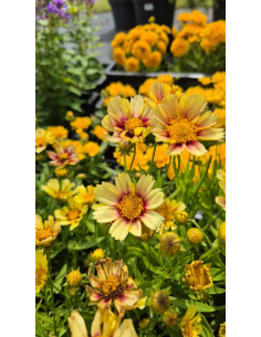 Nachyłek wielkokwiatowy 'Solanna Sunset Burst' -1L 2