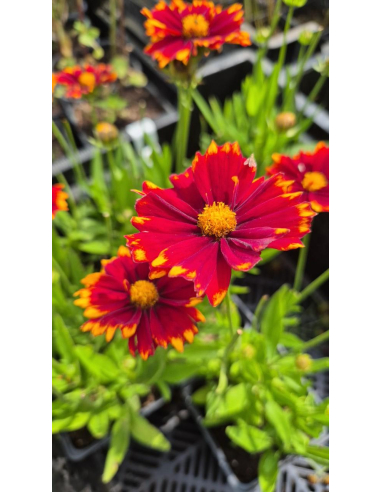 Nachyłek wielkokwiatowy 'UpTick Red' - Coreopsis 1L