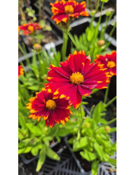 Nachyłek wielkokwiatowy 'UpTick Red' - Coreopsis 1L