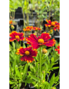 Nachyłek wielkokwiatowy 'UpTick Red' - Coreopsis 1L 2