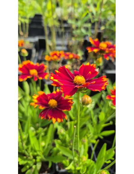 Nachyłek wielkokwiatowy 'UpTick Red' - Coreopsis 1L