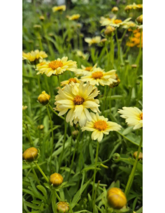 Nachyłek wielkokwiatowy 'UpTick Cream' - Coreopsis 1L