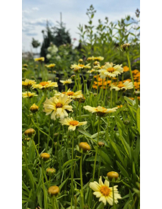 Nachyłek wielkokwiatowy 'UpTick Cream' - Coreopsis 1L 2