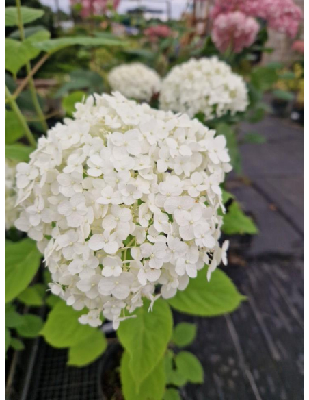Hortensja drzewiasta 'Strong Annabelle' - Hydrange