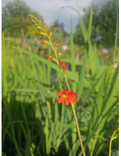 Krokosmia 'Fire Fly' - Crocosmia - 2L